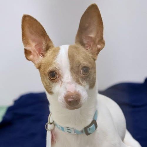 Chloe Renee, Adoptable, Adult Female Chihuahua & Mixed Breed.
