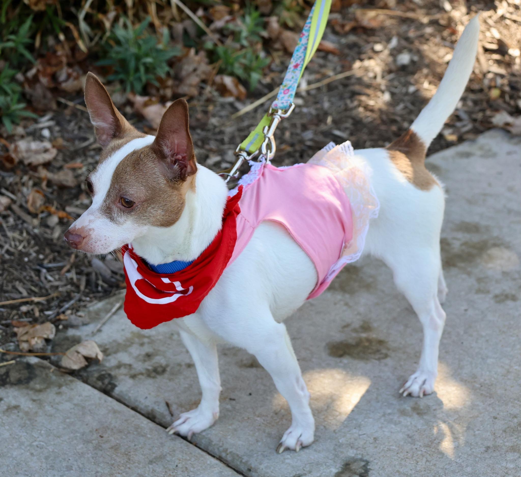 Chloe Renee, a Adoptable mixed breed in Palatine, IL image 4/4