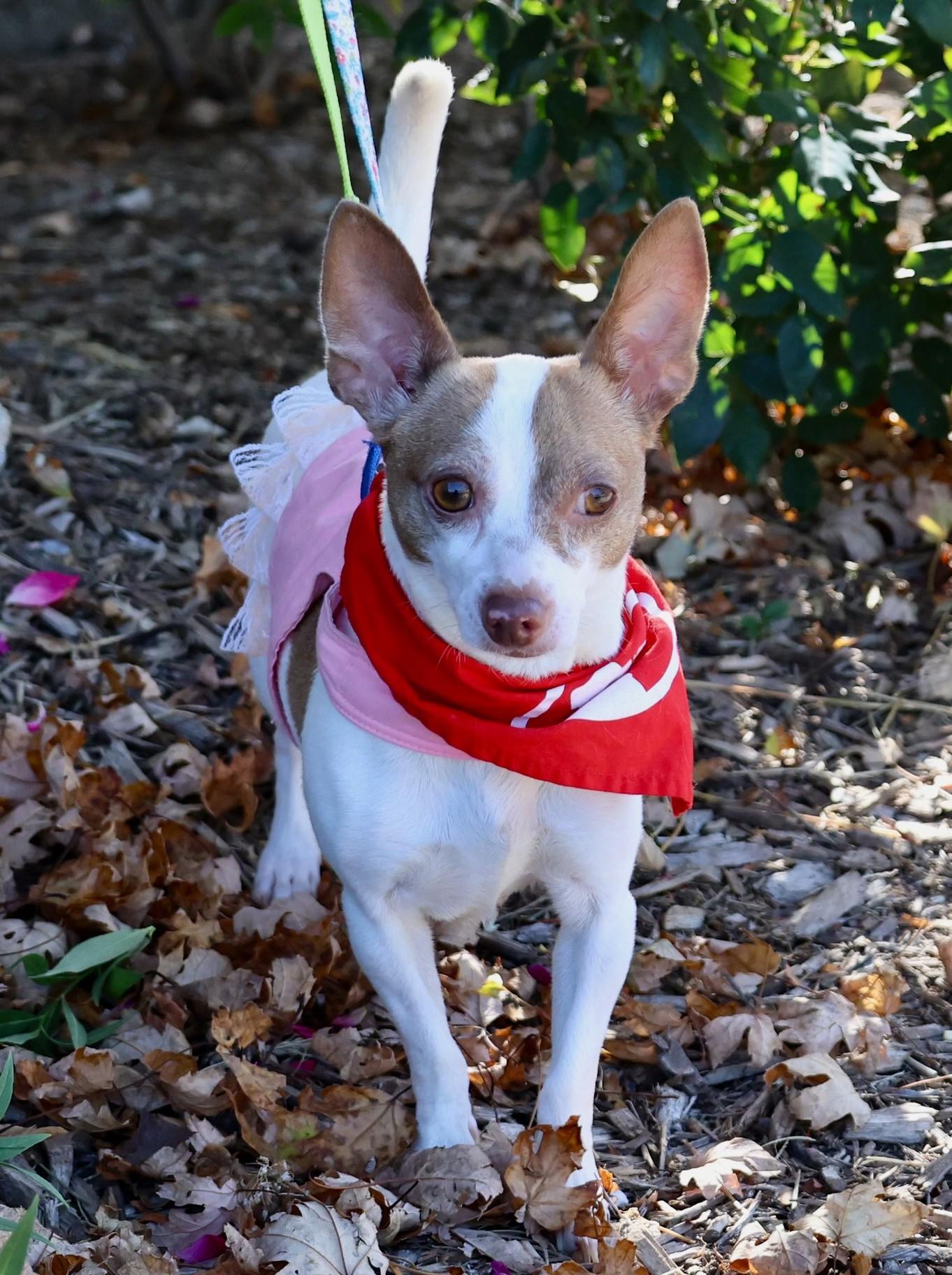 Chloe Renee, a Adoptable mixed breed in Palatine, IL image 1/4