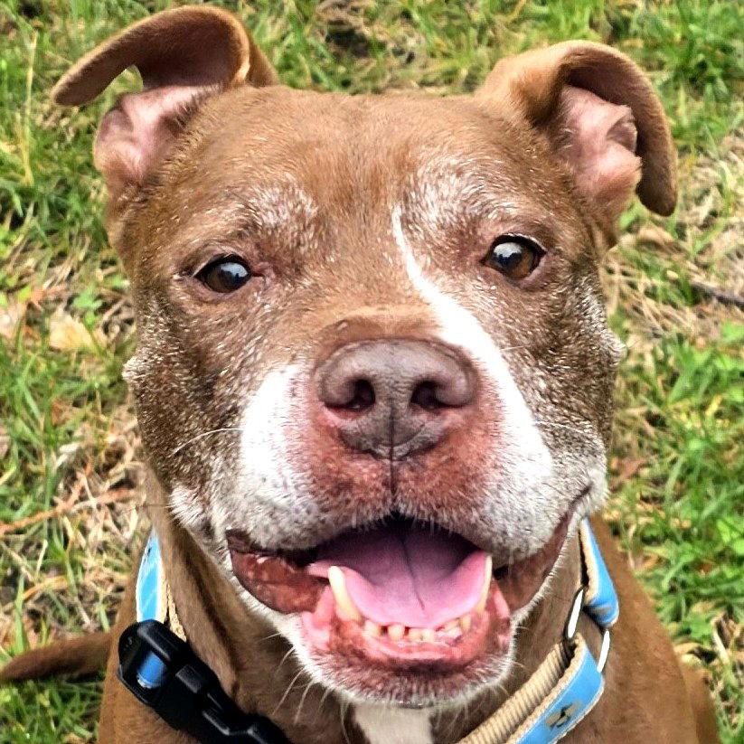 Kane, Adopted, Senior Male Pit Bull Terrier.