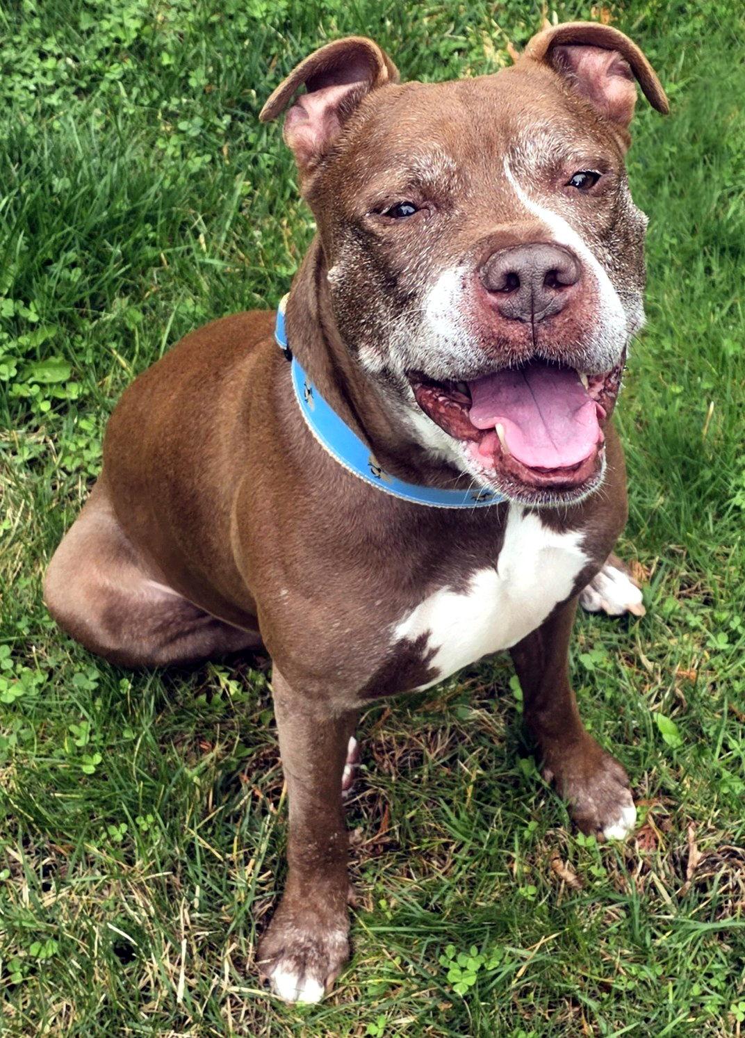 Enlarge Kane, a Adopted Pit Bull Terrier in Framingham, MA image 2/3
