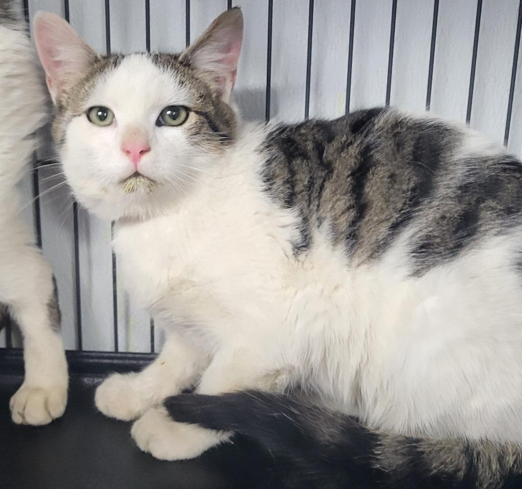 Mr Claus, Adoptable, Kitten Male Domestic Short Hair.