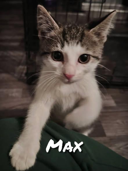 Max, a Adoptable mixed breed in Kettering, OH image 1/5