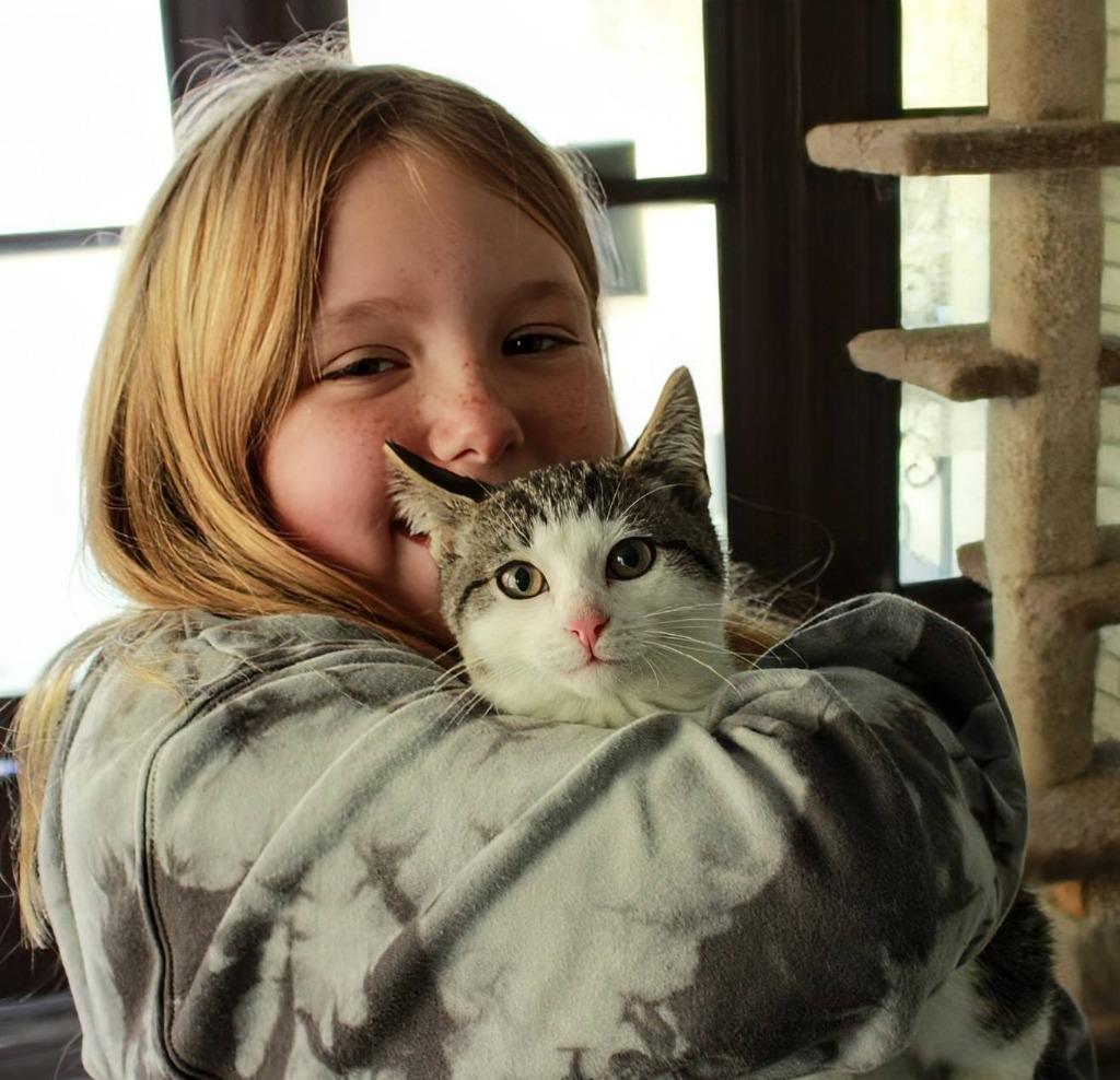 Max, a Adoptable mixed breed in Kettering, OH image 1/5