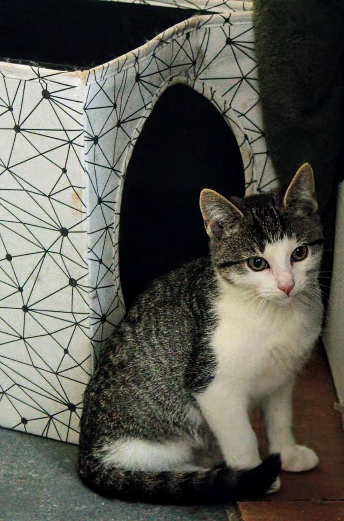 Max, a Adoptable mixed breed in Kettering, OH image 2/5