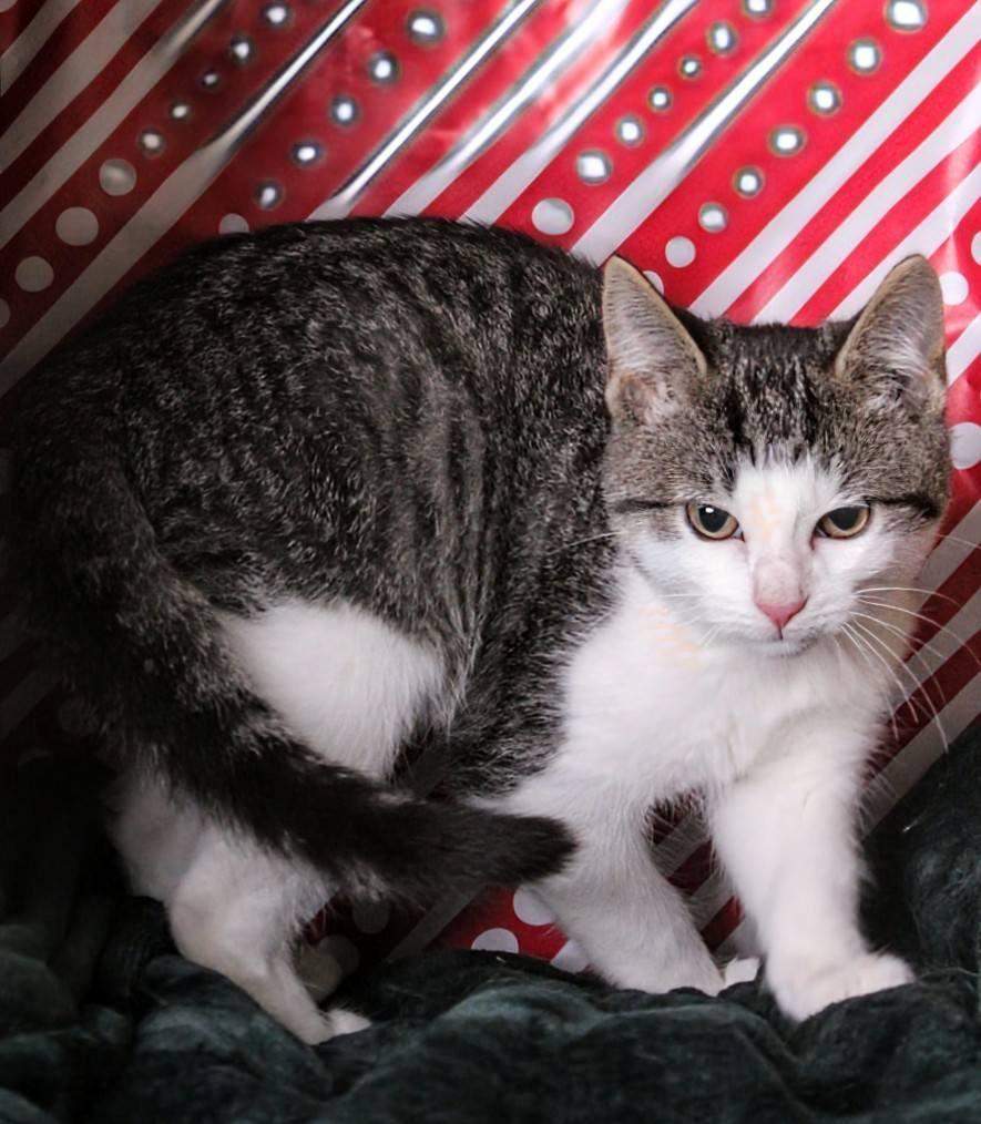 Max, a Adoptable mixed breed in Kettering, OH image 3/5