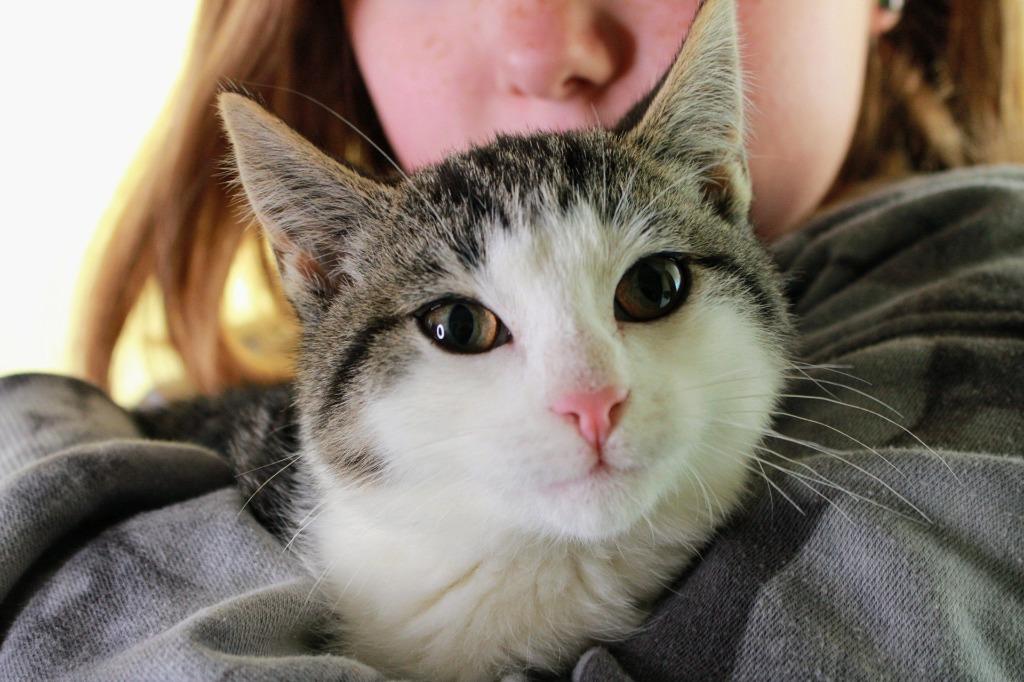 Max, a Adoptable mixed breed in Kettering, OH image 3/5