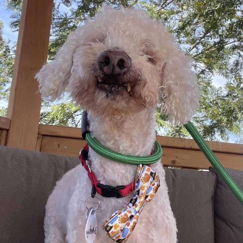 Butterfinger, Adoptable, Senior Male Poodle.