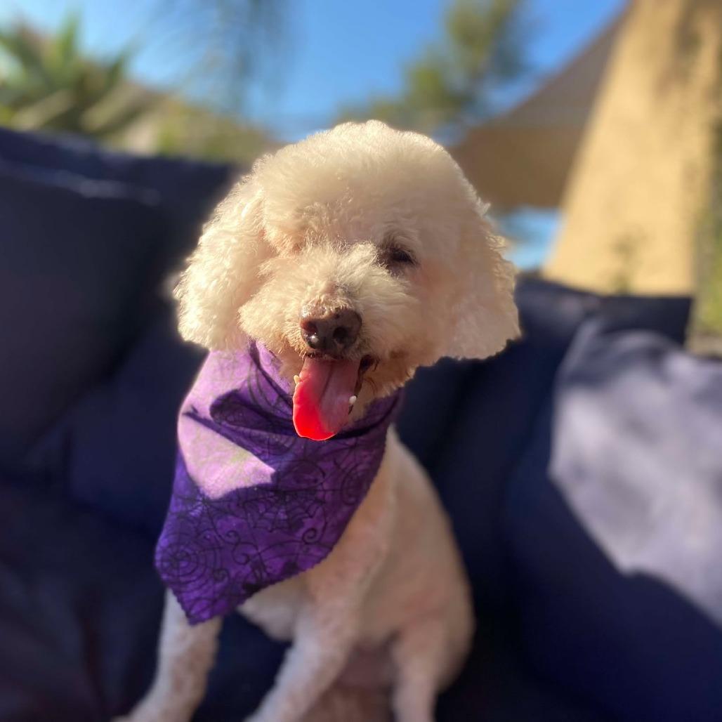 Butterfinger, a Adoptable Poodle in Sonoma, CA image 2/6