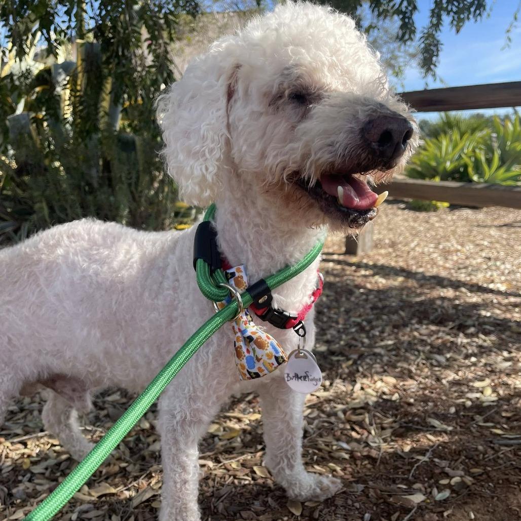 Butterfinger, a Adoptable Poodle in Sonoma, CA image 3/6