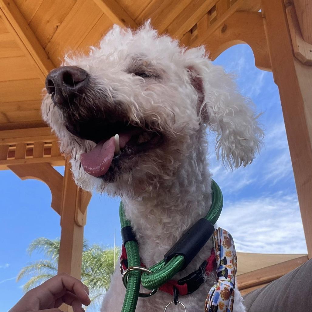 Butterfinger, a Adoptable Poodle in Sonoma, CA image 6/6