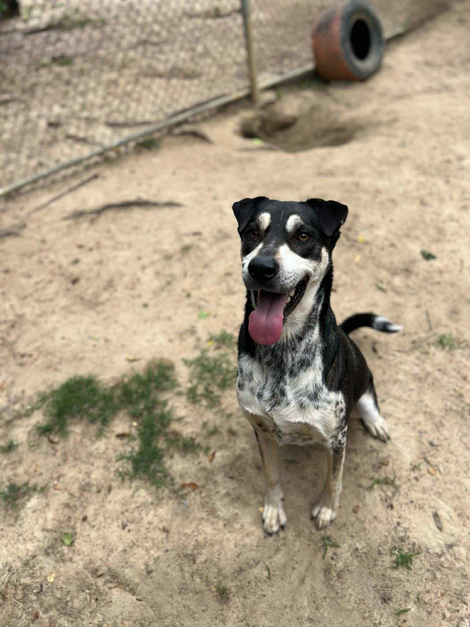 Strider, Adopted, Young Male Australian Cattle Dog / Blue Heeler & Manchester Terrier.