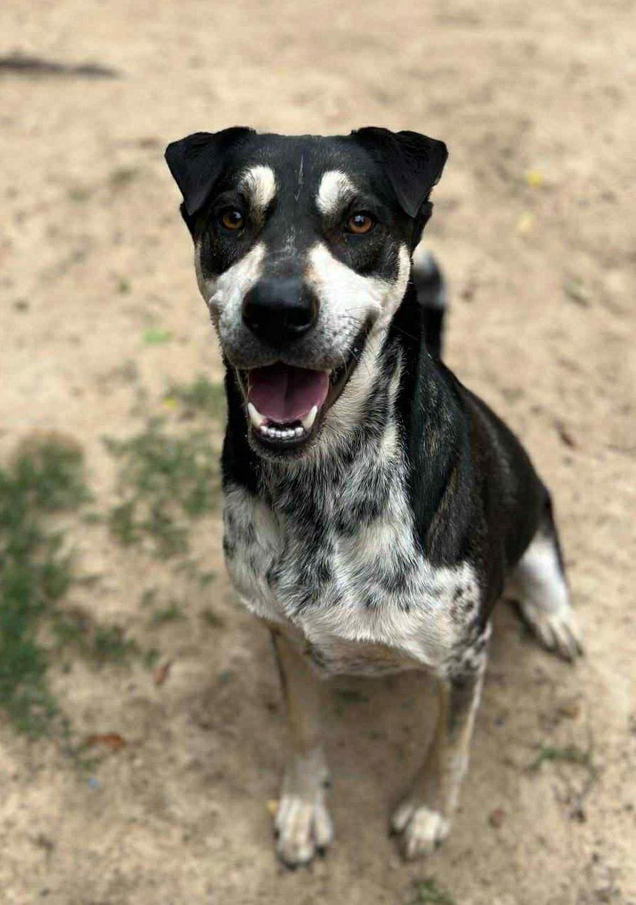 Strider, a Adopted mixed breed in Orangeburg, SC image 2/3