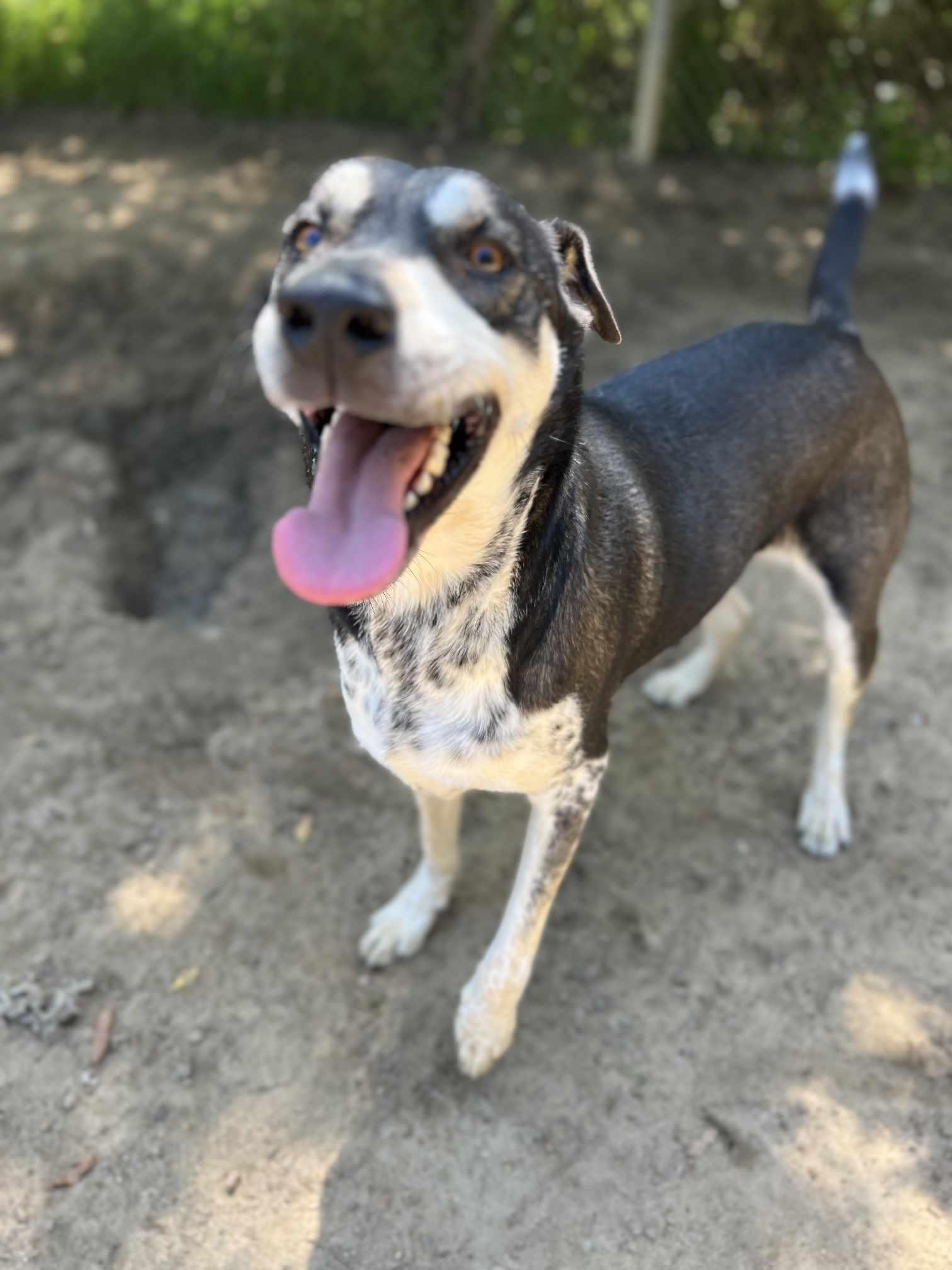 Strider, a Adopted mixed breed in Orangeburg, SC image 3/3