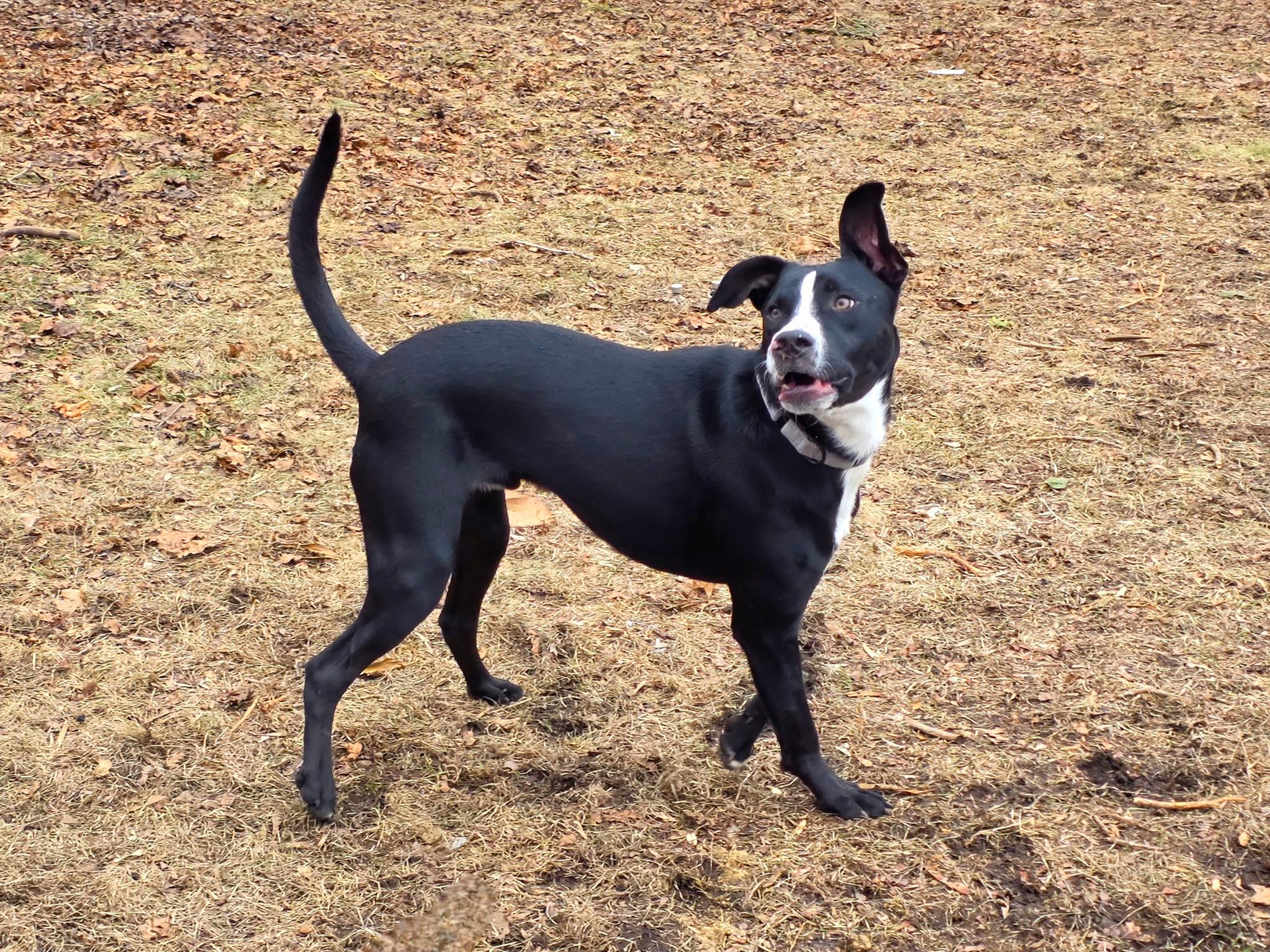 Enlarge $300 Adoption Fee! Purple Pie Man in NH! Come Meet our Adoptable Dogs Wed-Sat. More info in Bio!, a ADOPTABLE mixed breed in Manchester, NH image 6/6