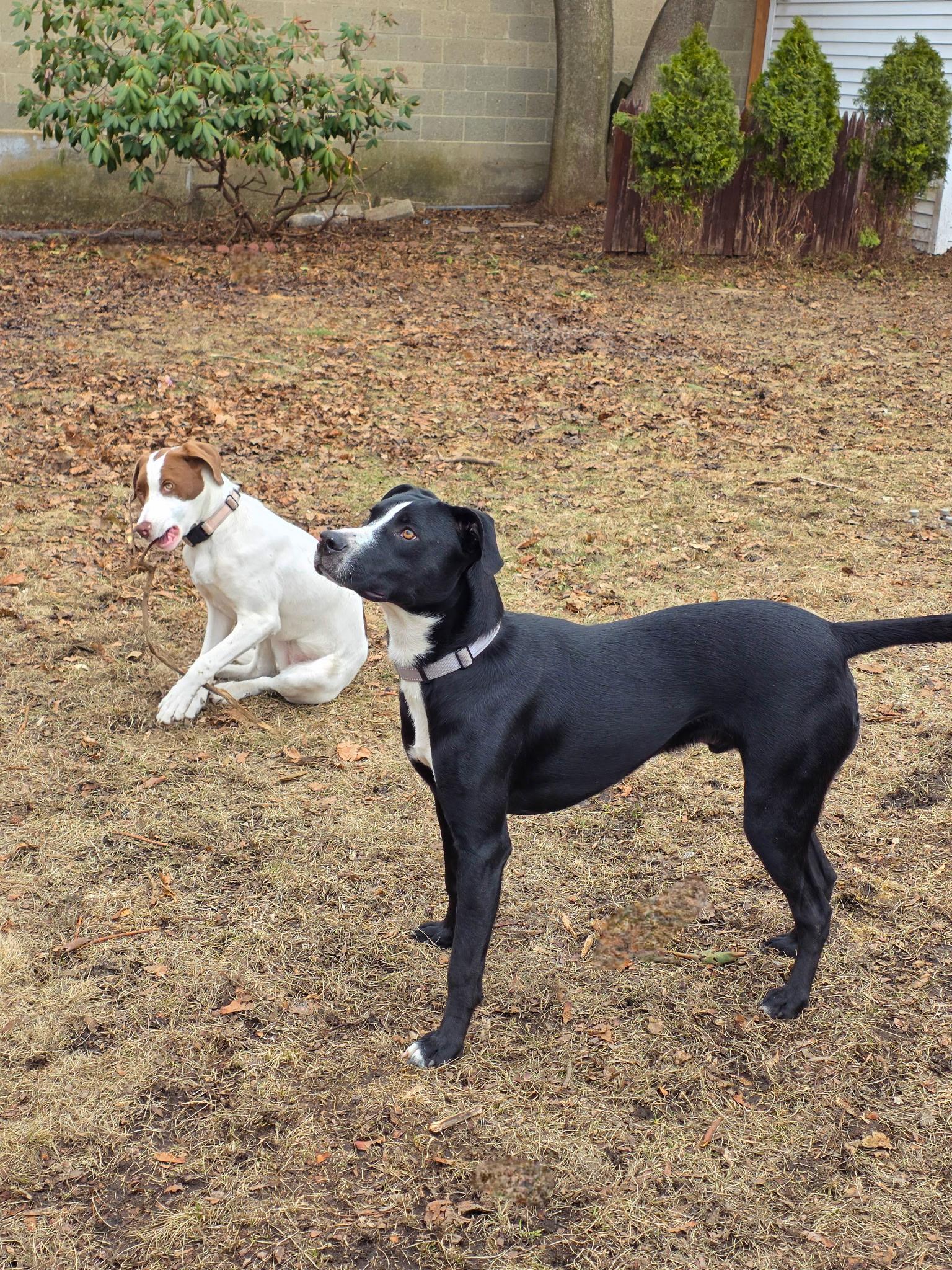 Enlarge $300 Adoption Fee! Purple Pie Man in NH! Come Meet our Adoptable Dogs Wed-Sat. More info in Bio!, a ADOPTABLE mixed breed in Manchester, NH image 5/6