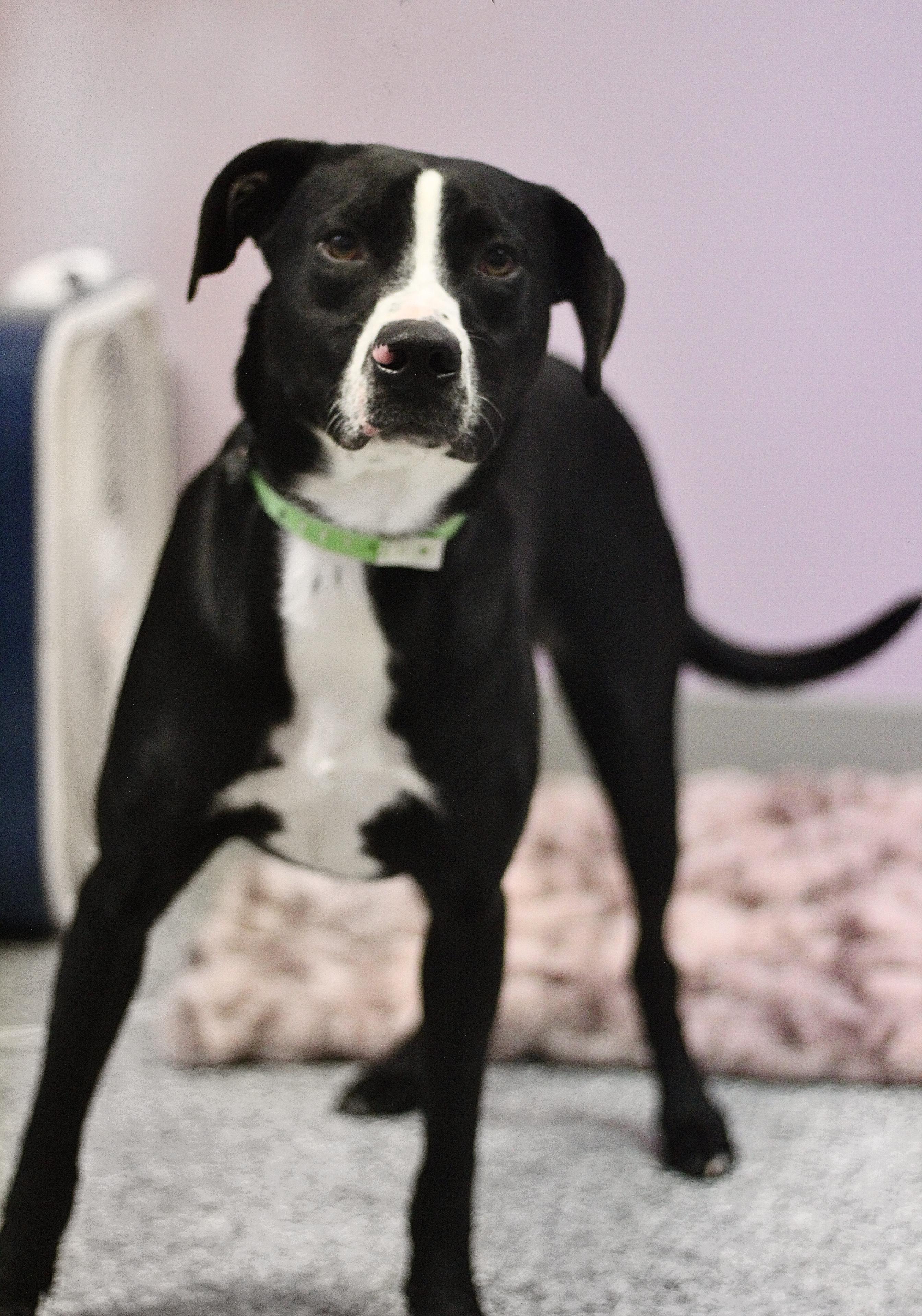 Enlarge $300 Adoption Fee! Purple Pie Man in NH! Come Meet our Adoptable Dogs Wed-Sat. More info in Bio!, a ADOPTABLE mixed breed in Manchester, NH image 2/3