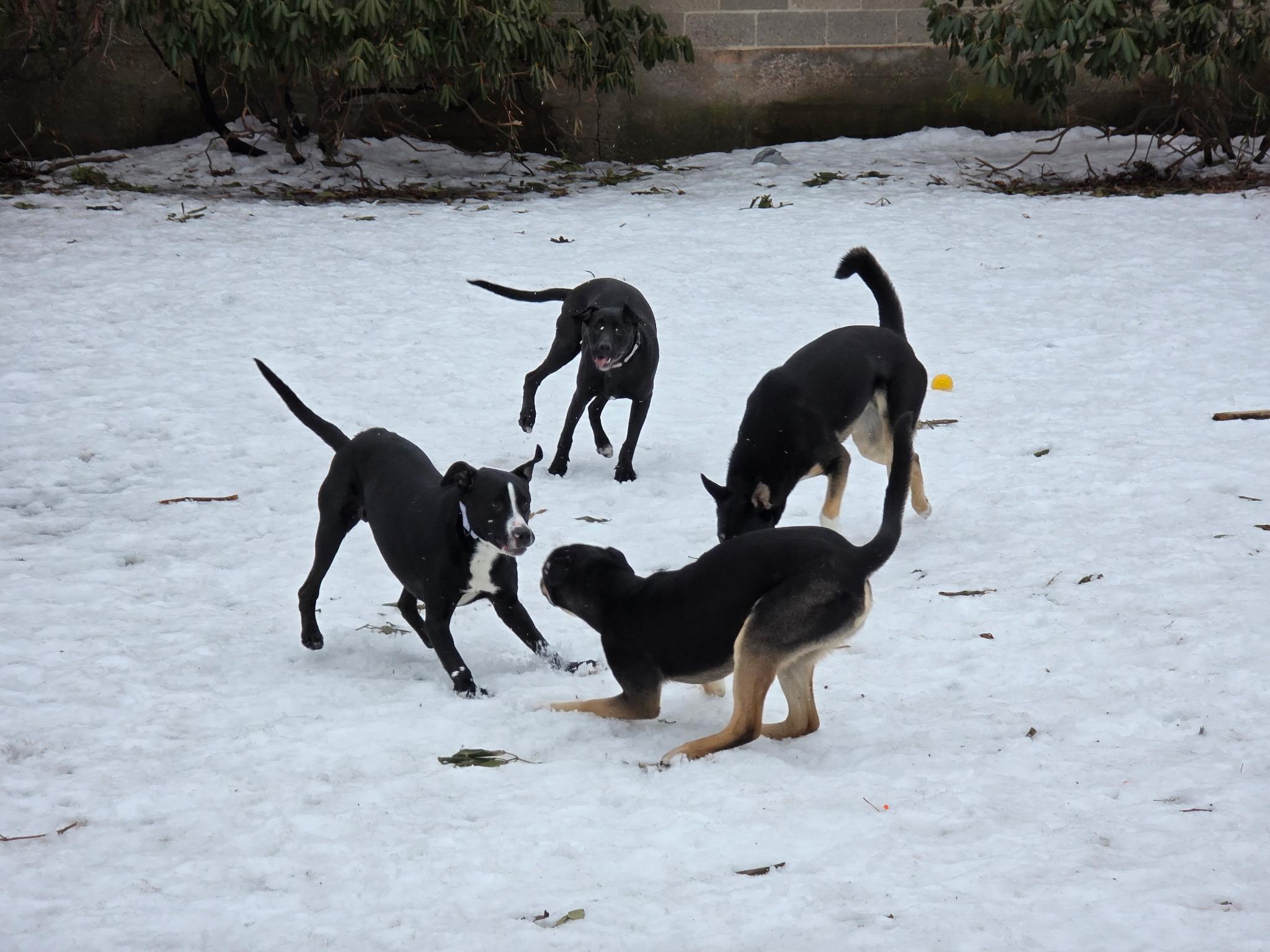 Enlarge $300 Adoption Fee! Purple Pie Man in NH! Come Meet our Adoptable Dogs Wed-Sat. More info in Bio!, a ADOPTABLE mixed breed in Manchester, NH image 3/6
