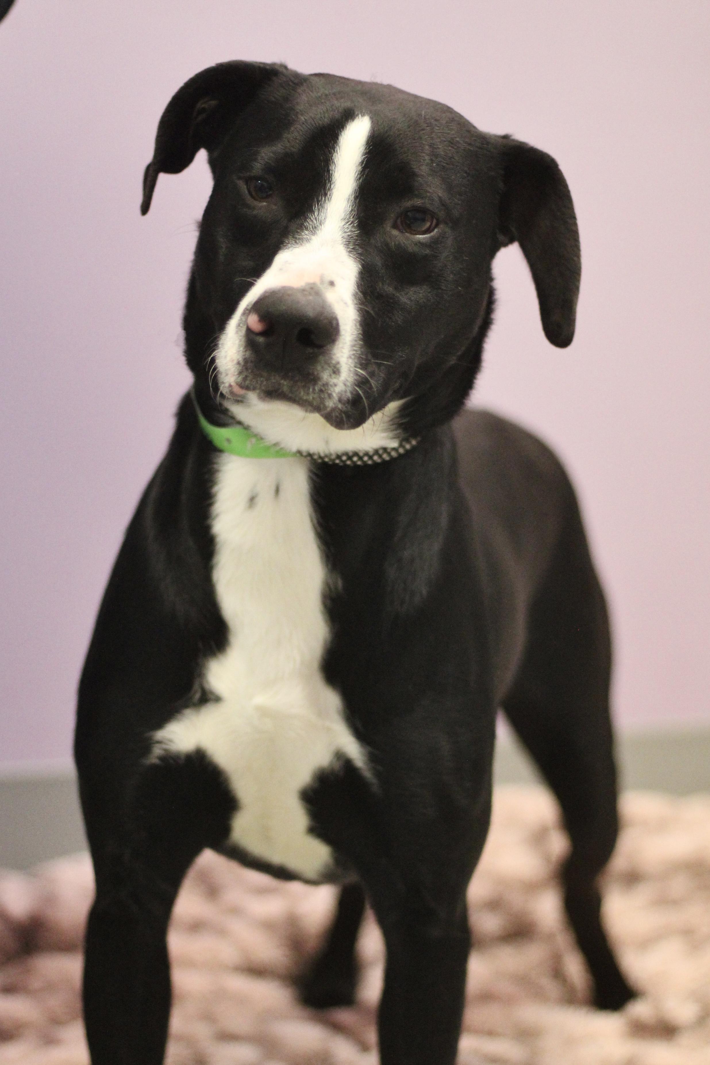 Enlarge $300 Adoption Fee! Purple Pie Man in NH! Come Meet our Adoptable Dogs Wed-Sat. More info in Bio!, a ADOPTABLE mixed breed in Manchester, NH image 1/3