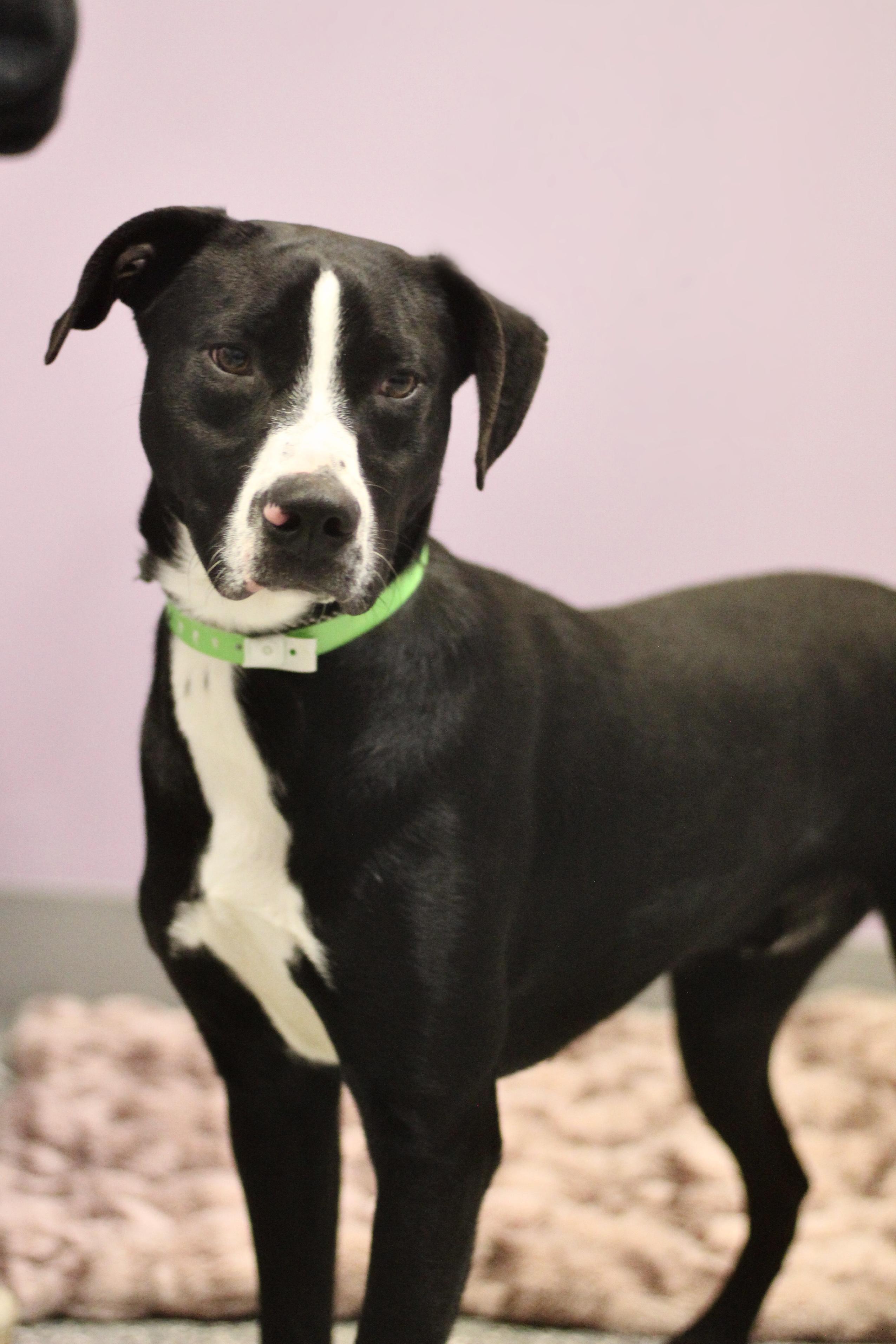 Enlarge $300 Adoption Fee! Purple Pie Man in NH! Come Meet our Adoptable Dogs Wed-Sat. More info in Bio!, a ADOPTABLE mixed breed in Manchester, NH image 3/3
