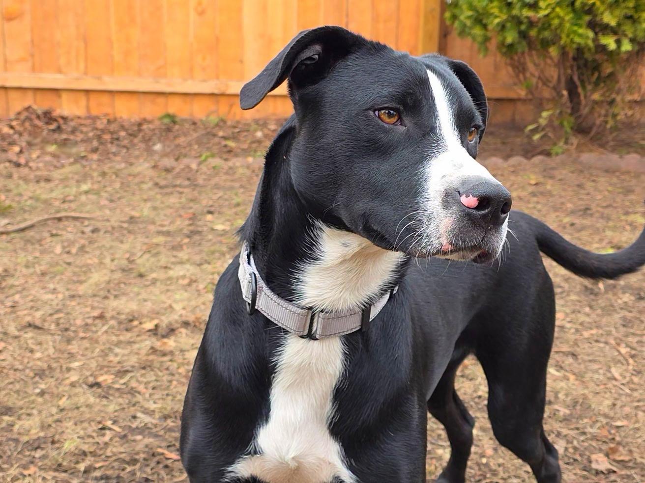 Enlarge $300 Adoption Fee! Purple Pie Man in NH! Come Meet our Adoptable Dogs Wed-Sat. More info in Bio!, a ADOPTABLE mixed breed in Manchester, NH image 4/6