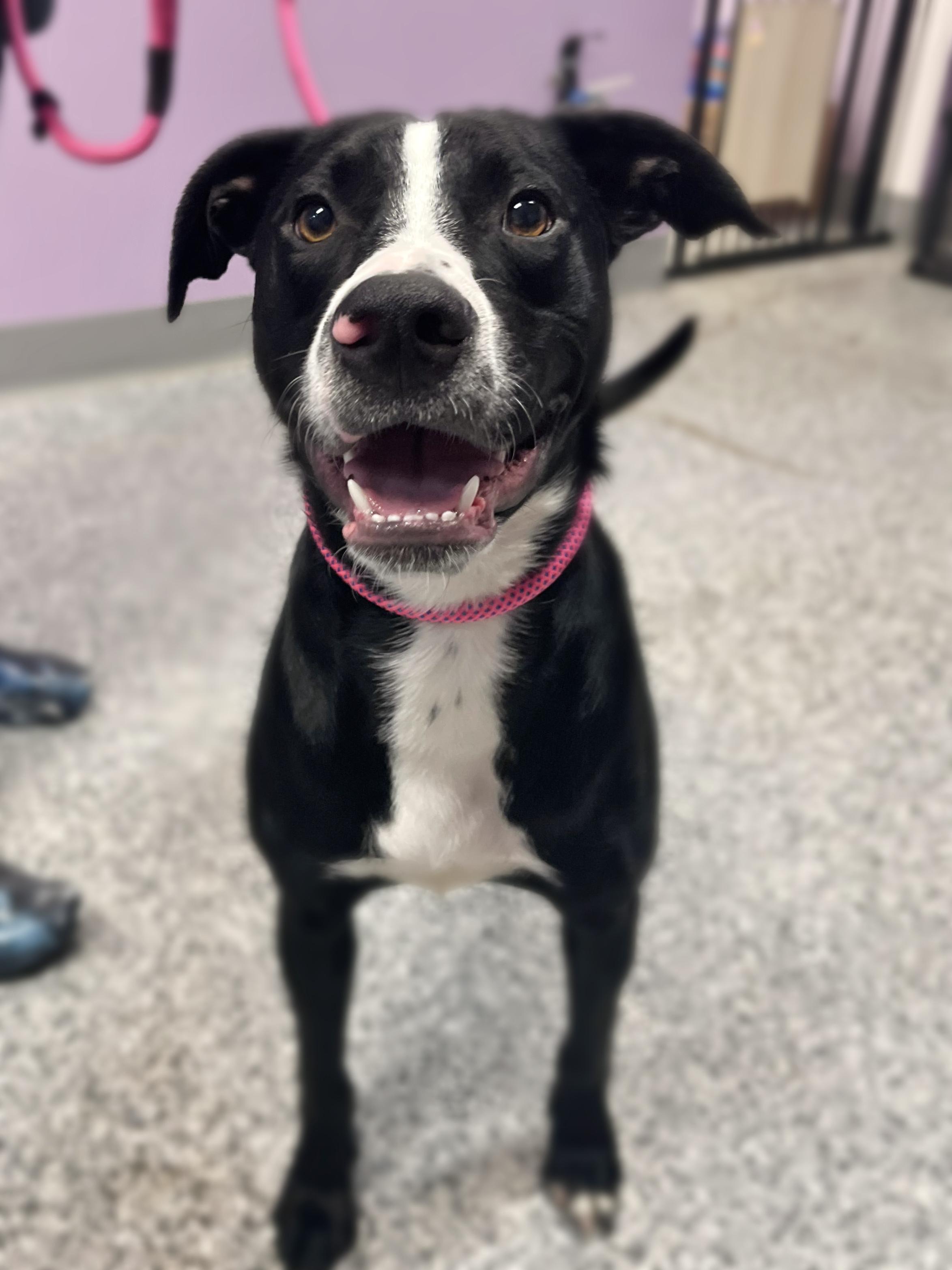 Enlarge $300 Adoption Fee! Purple Pie Man in NH! Come Meet our Adoptable Dogs Wed-Sat. More info in Bio!, a ADOPTABLE mixed breed in Manchester, NH image 2/6
