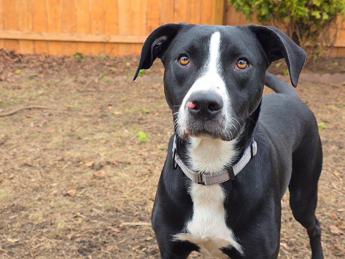 Enlarge $300 Adoption Fee! Purple Pie Man in NH! Come Meet our Adoptable Dogs Wed-Sat. More info in Bio!, a ADOPTABLE mixed breed in Manchester, NH image 1/6