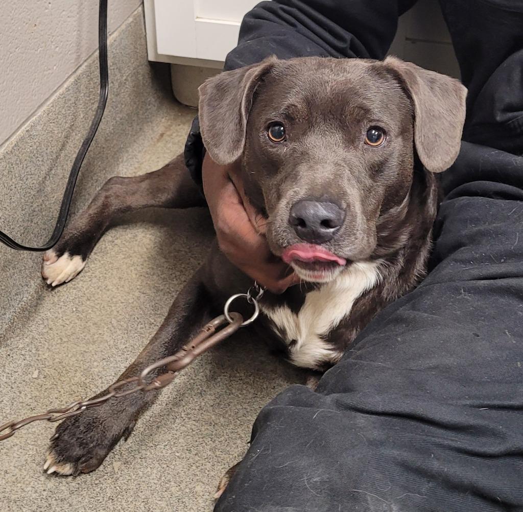 Jessie Girl, Adoptable, Young Female Labrador Retriever & Pit Bull Terrier.