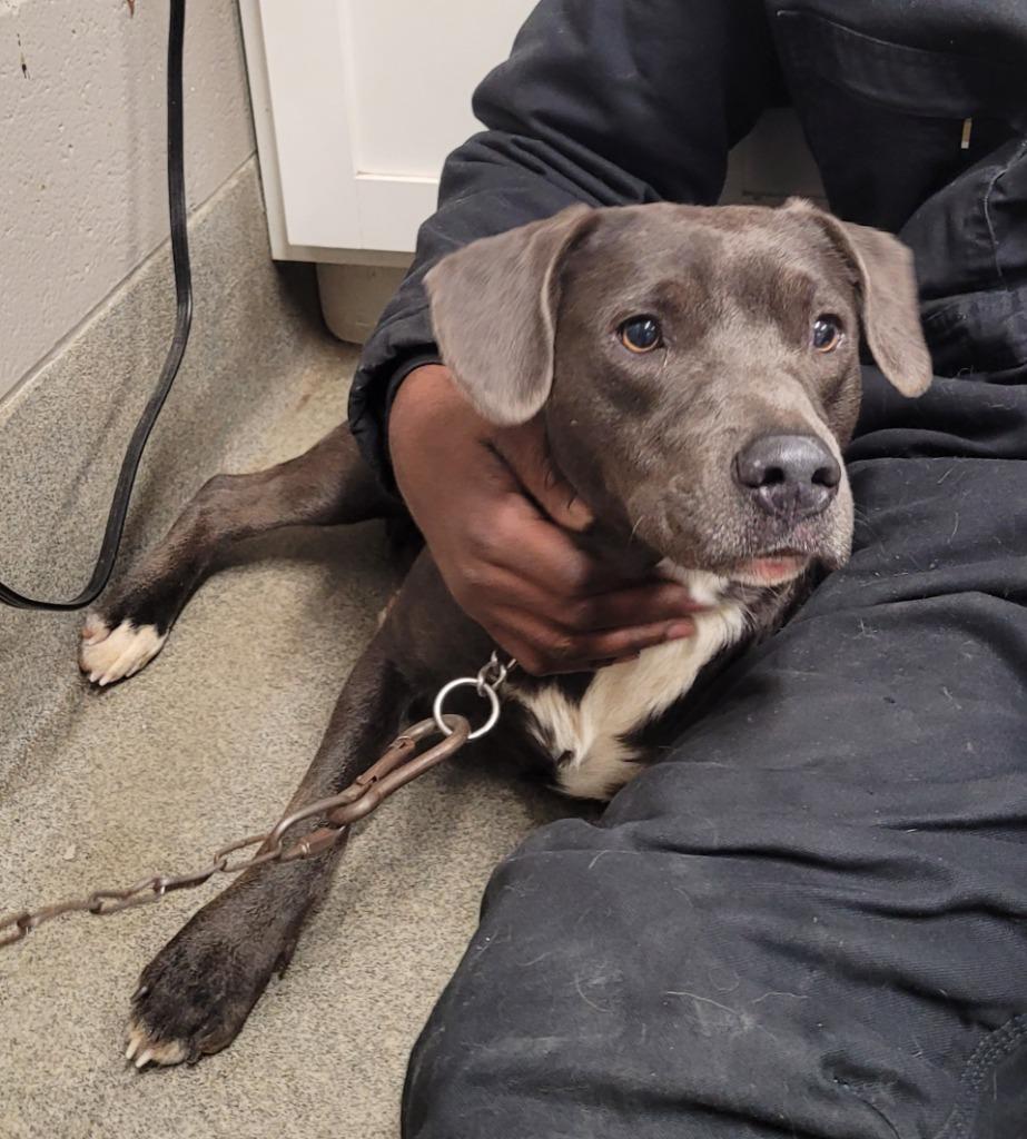 Enlarge Jessie Girl, a Adoptable mixed breed in Hopkinsville, KY image 2/3