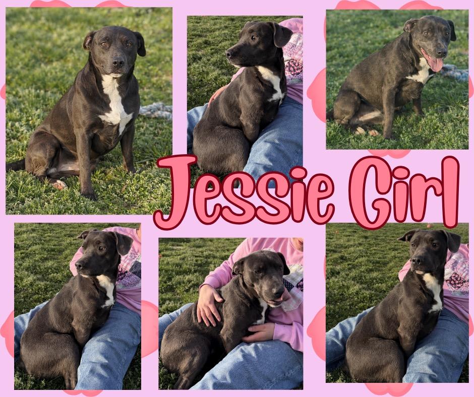 Enlarge Jessie Girl, a Adoptable mixed breed in Hopkinsville, KY image 3/3