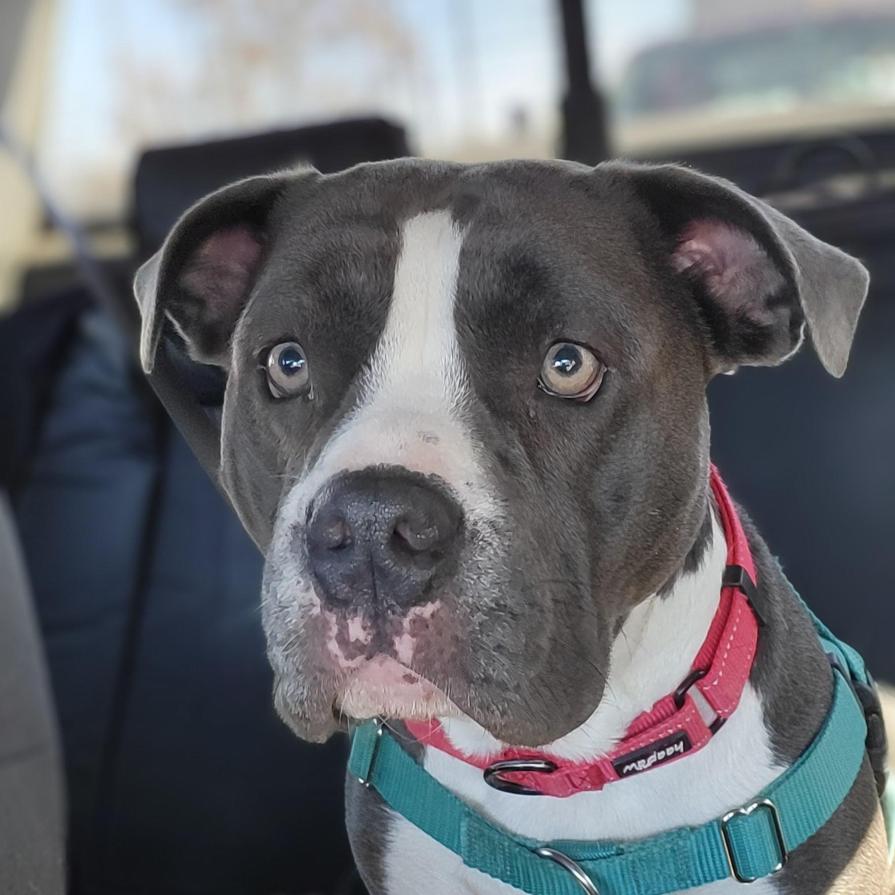 Enlarge Dottie, a ADOPTABLE American Staffordshire Terrier in Austin, TX image 2/6