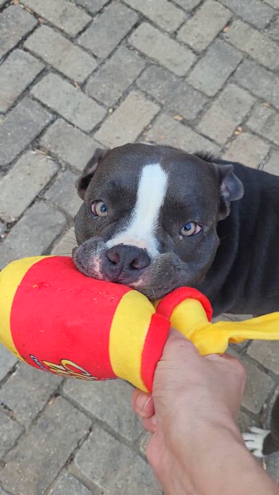 Enlarge Dottie, a ADOPTABLE American Staffordshire Terrier in Austin, TX video 5/6