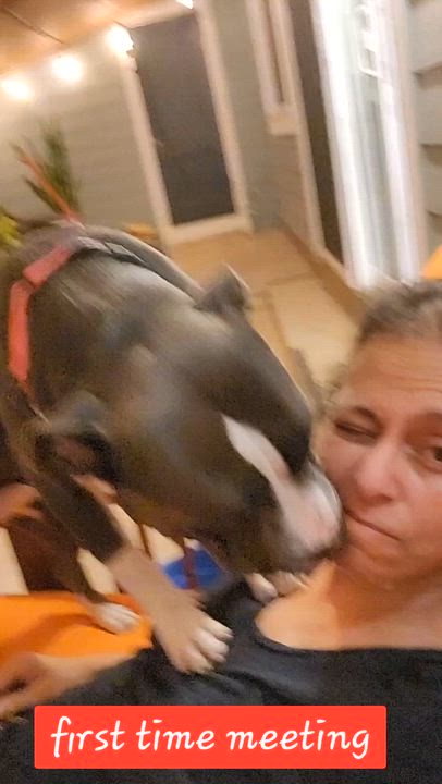 Enlarge Dottie, a ADOPTABLE American Staffordshire Terrier in Austin, TX video 6/6