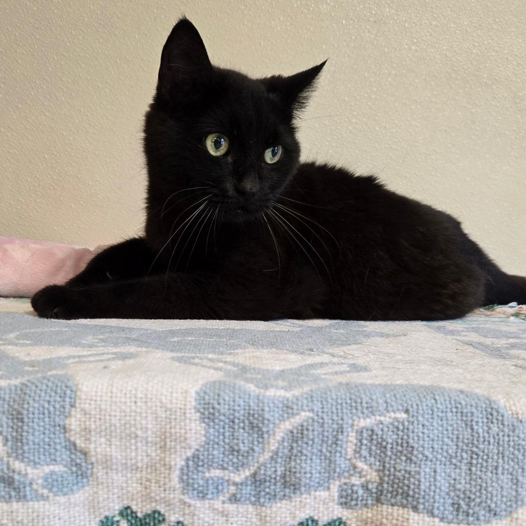 Enlarge Gabby, a Adoptable Domestic Short Hair in Pennsville, NJ image 1/2