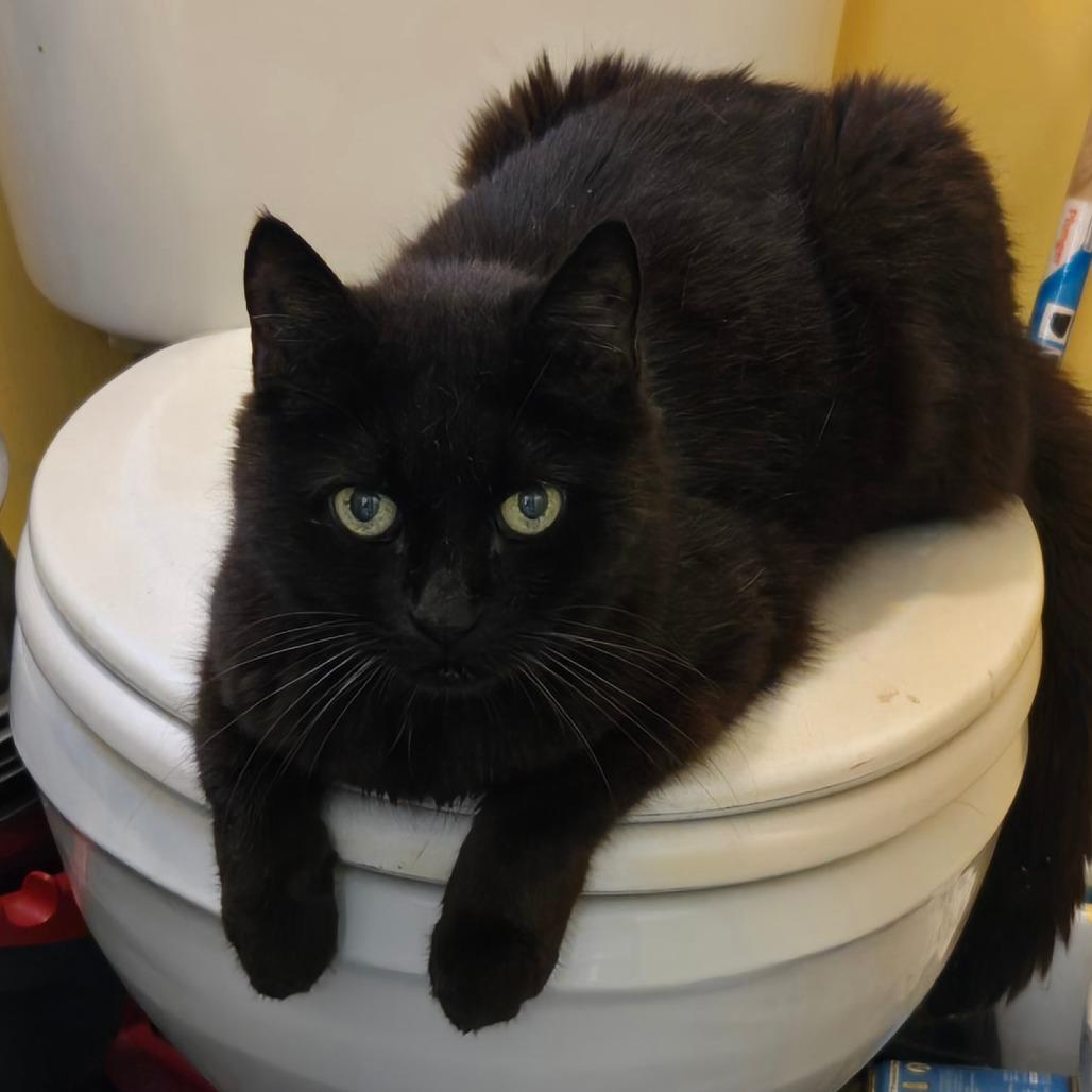 Enlarge Gabby, a Adoptable Domestic Short Hair in Pennsville, NJ image 2/2