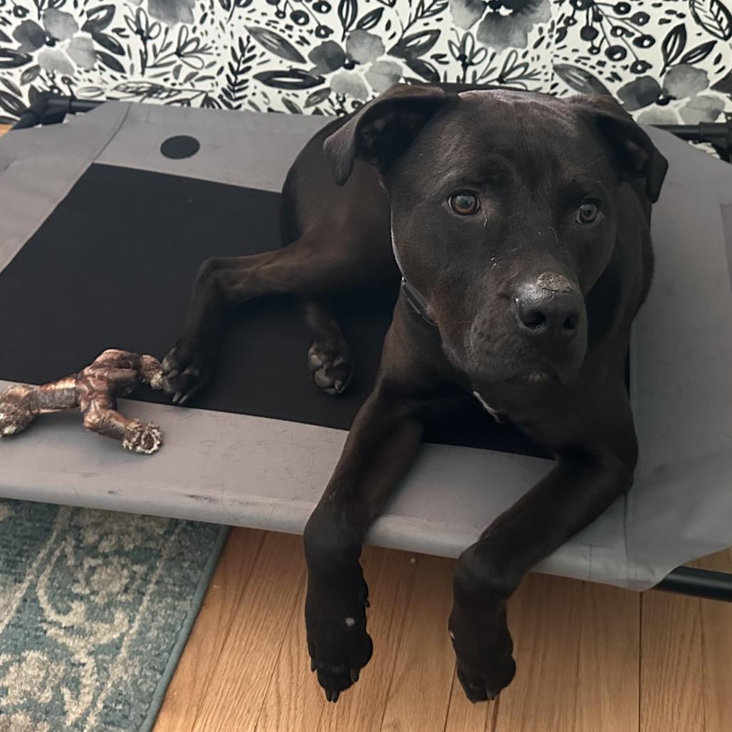 Enlarge Porter, a Adoptable Pit Bull Terrier in Chicago, IL image 1/6