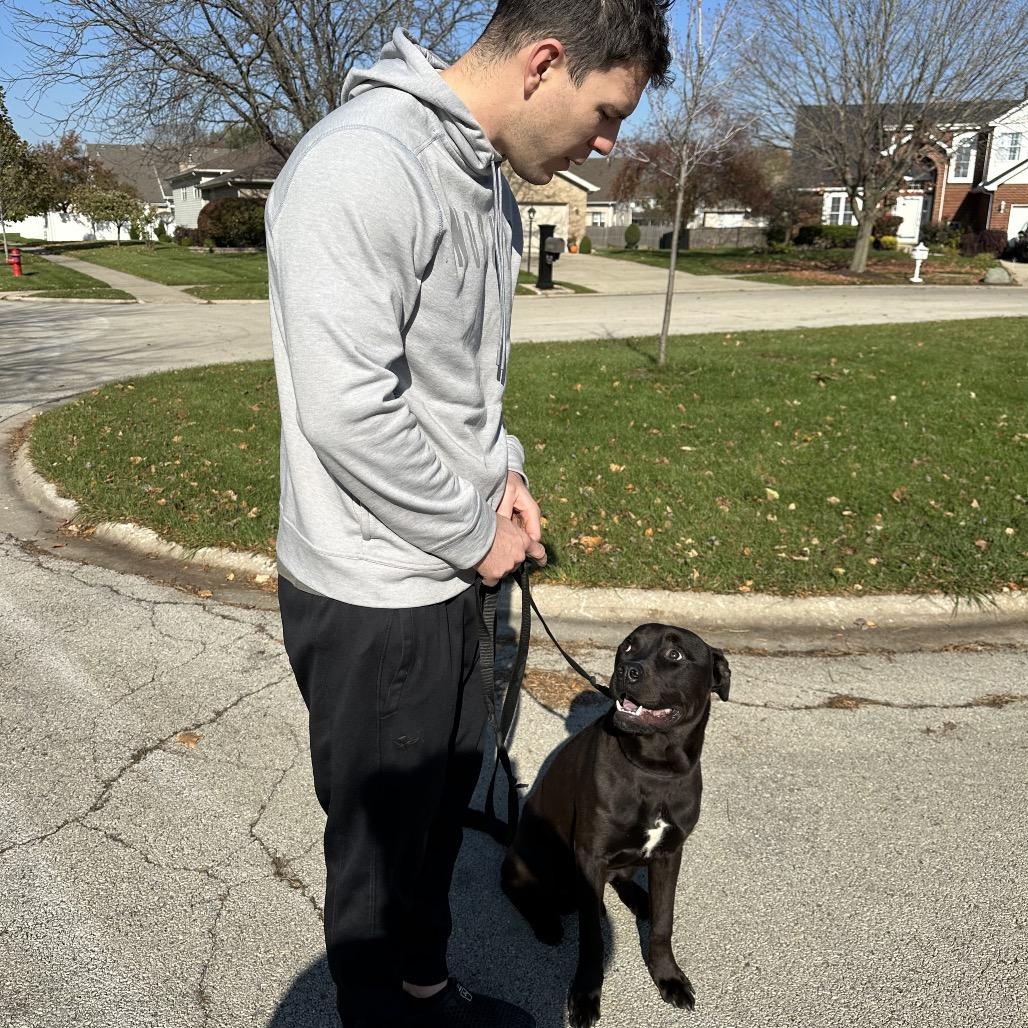 Enlarge Porter, a Adoptable Pit Bull Terrier in Chicago, IL image 3/6