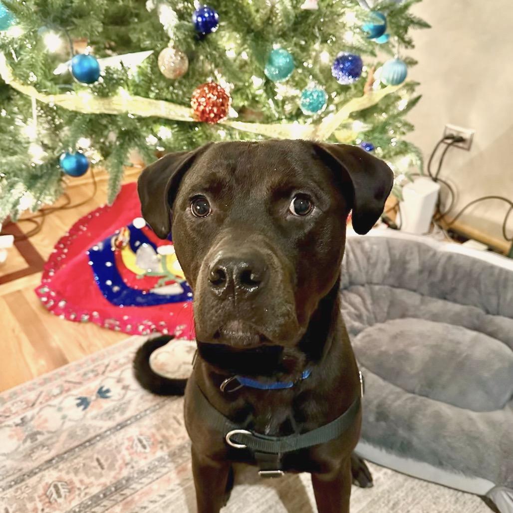 Enlarge Porter, a Adoptable Pit Bull Terrier in Chicago, IL image 3/6