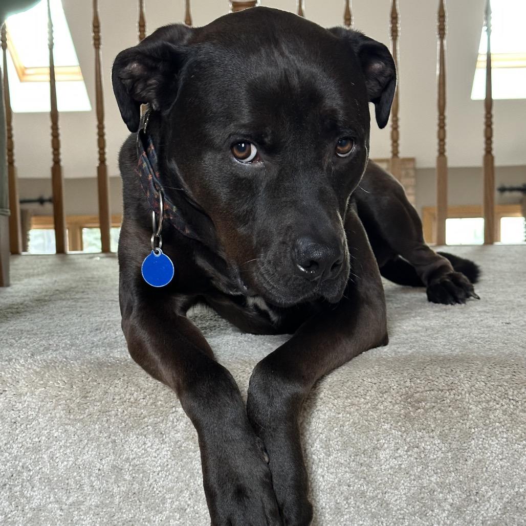 Enlarge Porter, a Adoptable Pit Bull Terrier in Chicago, IL image 6/6