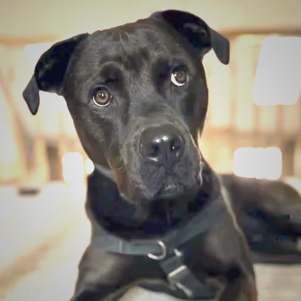 Enlarge Porter, a Adoptable Pit Bull Terrier in Chicago, IL image 4/6