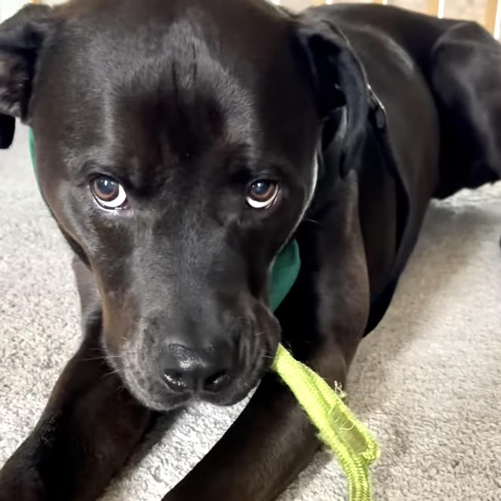 Enlarge Porter, a Adoptable Pit Bull Terrier in Chicago, IL image 5/6
