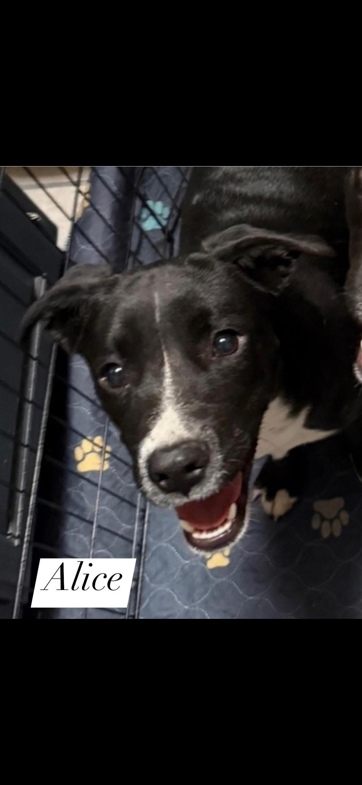 Alice, ADOPTABLE, Young Female Black Labrador Retriever & Mixed Breed.