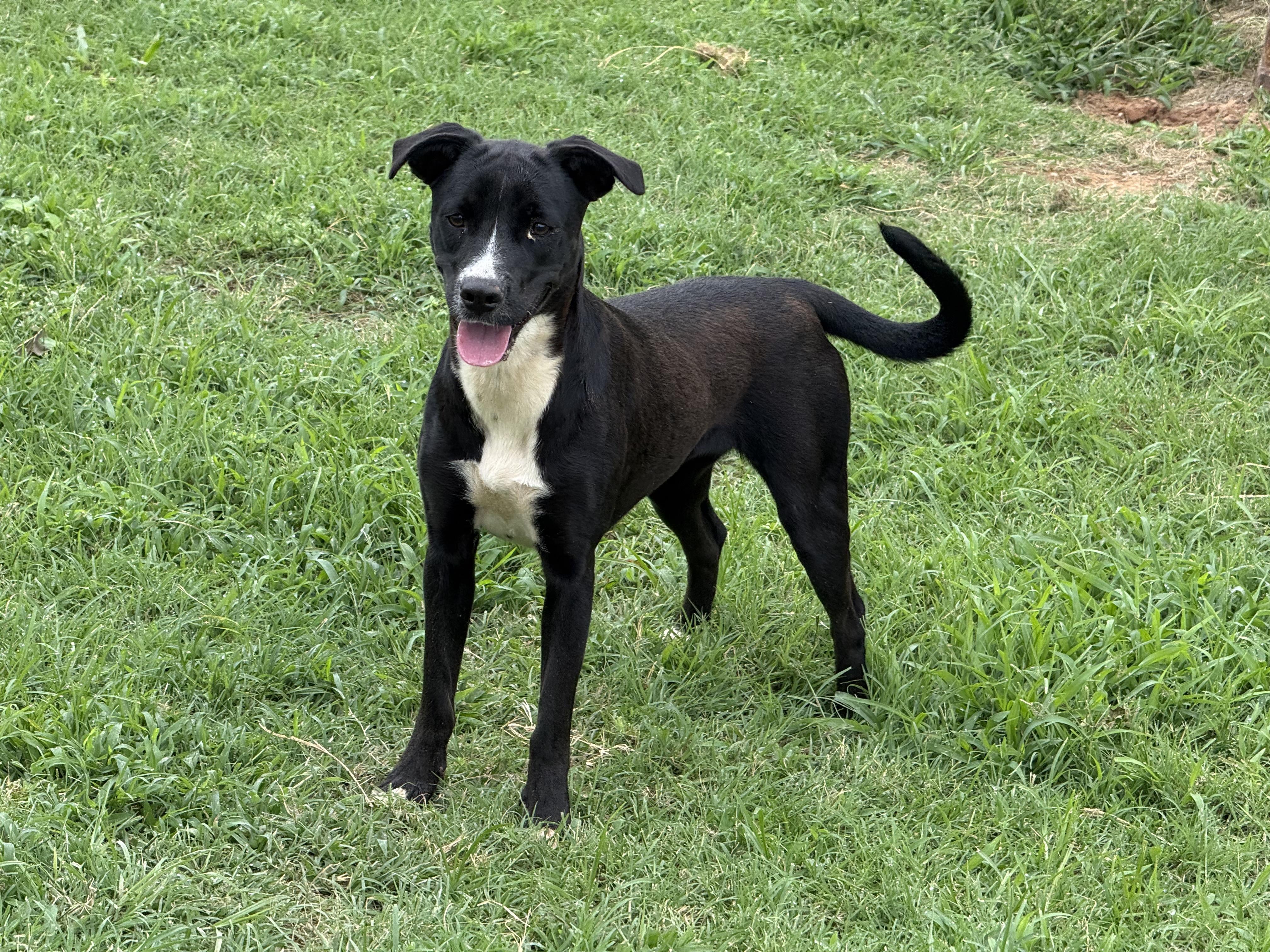 Enlarge Alice, a ADOPTABLE mixed breed in Choctaw, OK image 2/2
