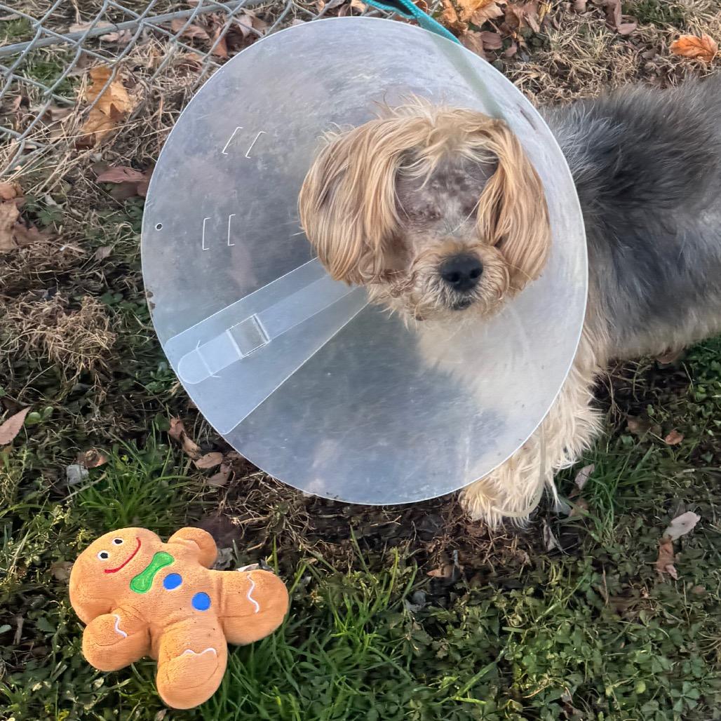 Bear, Adoptable, Adult Male Yorkshire Terrier.