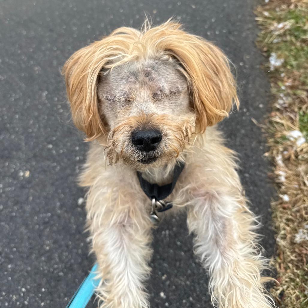 Enlarge Bear, a Adoptable Yorkshire Terrier in Wilmington, DE image 3/6