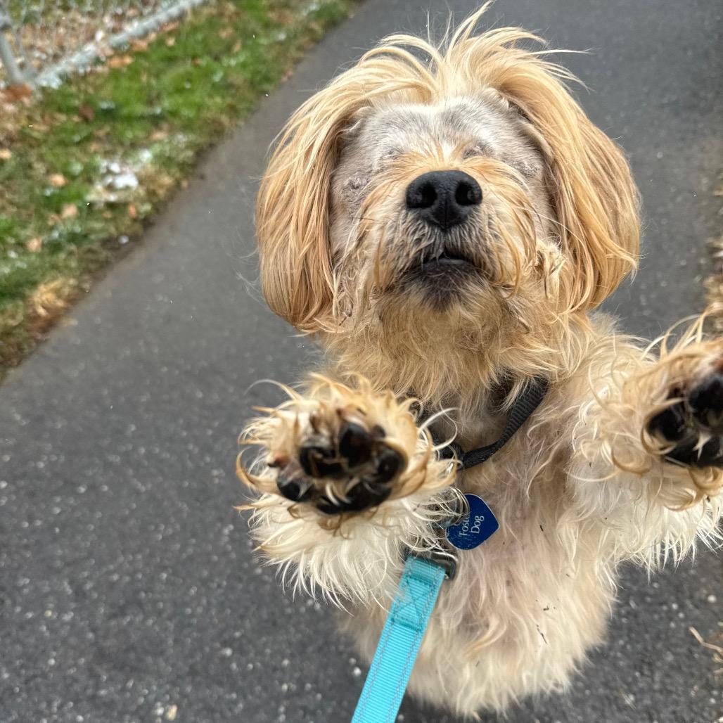 Enlarge Bear, a Adoptable Yorkshire Terrier in Wilmington, DE image 4/6