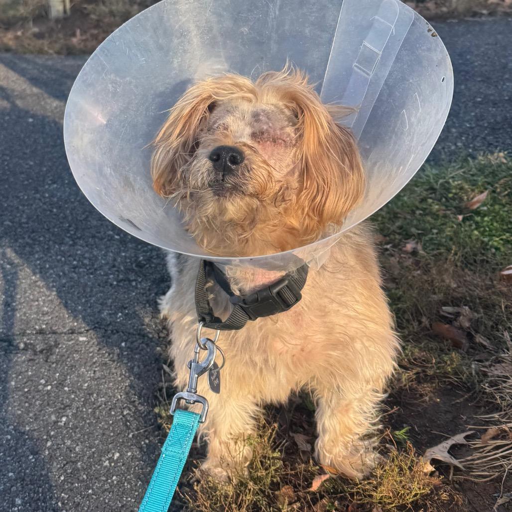Enlarge Bear, a Adoptable Yorkshire Terrier in Wilmington, DE image 5/6
