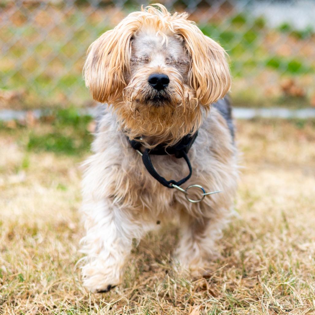 Enlarge Bear, a Adoptable Yorkshire Terrier in Wilmington, DE image 6/6