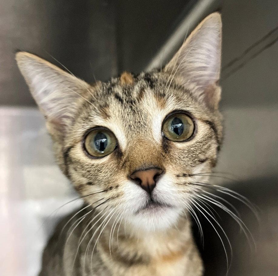Jyn, Adopted, Kitten Female Tabby & Calico.