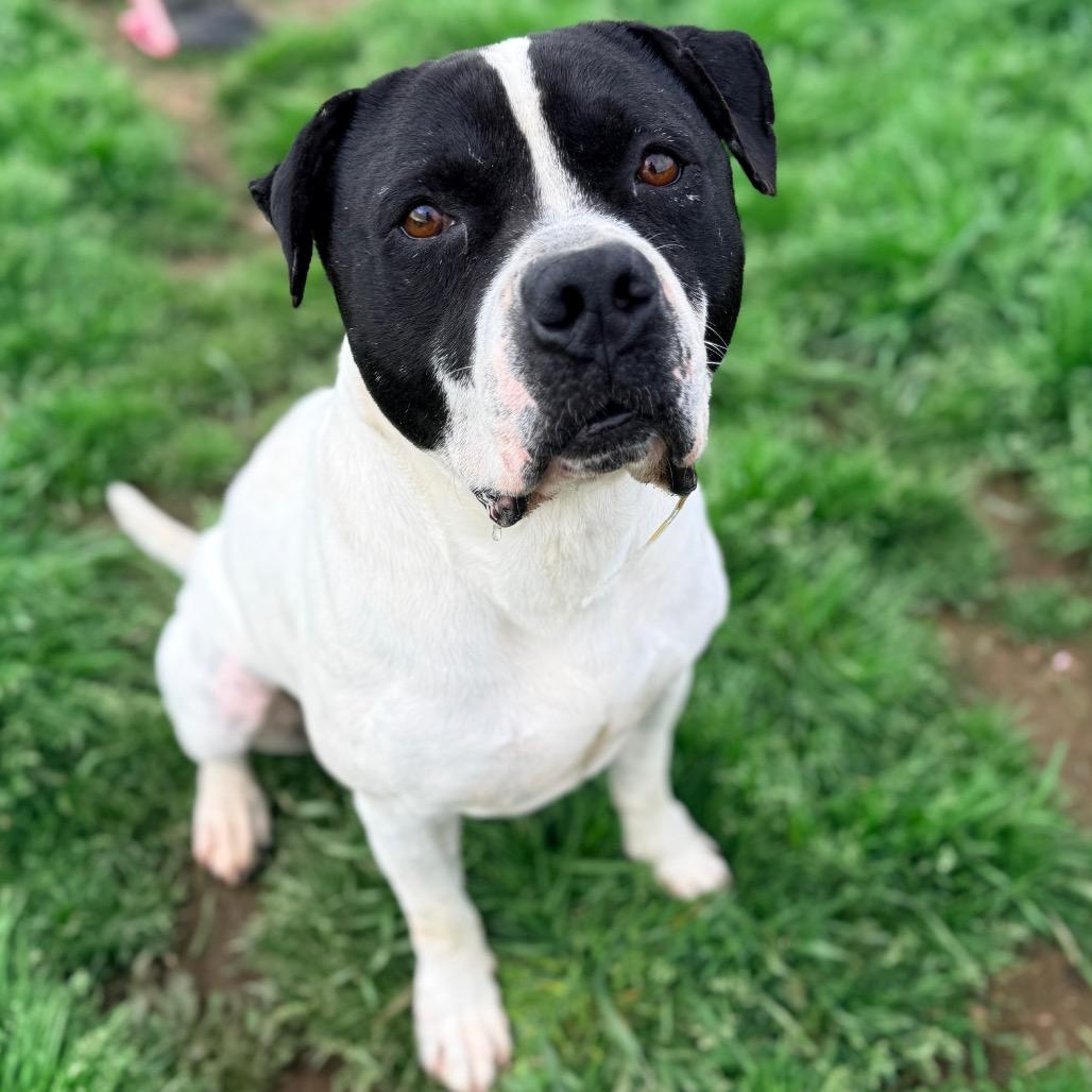 Enlarge Henry, a Adoptable Terrier in Hackett, AR image 1/1